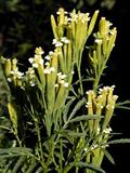 Tagetes minuta